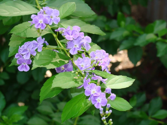 Duranta erecta image