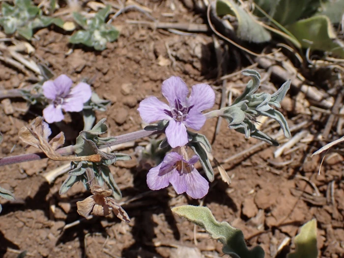 Dyschoriste decumbens image