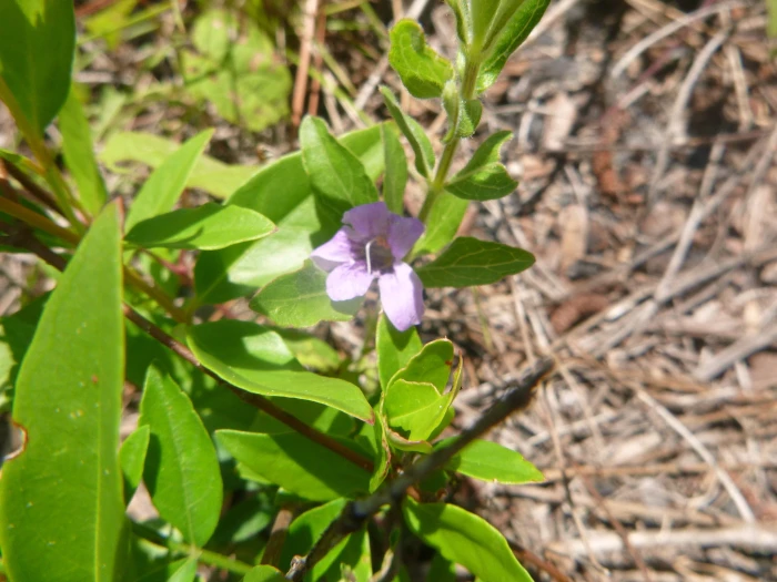 Dyschoriste oblongifolia image