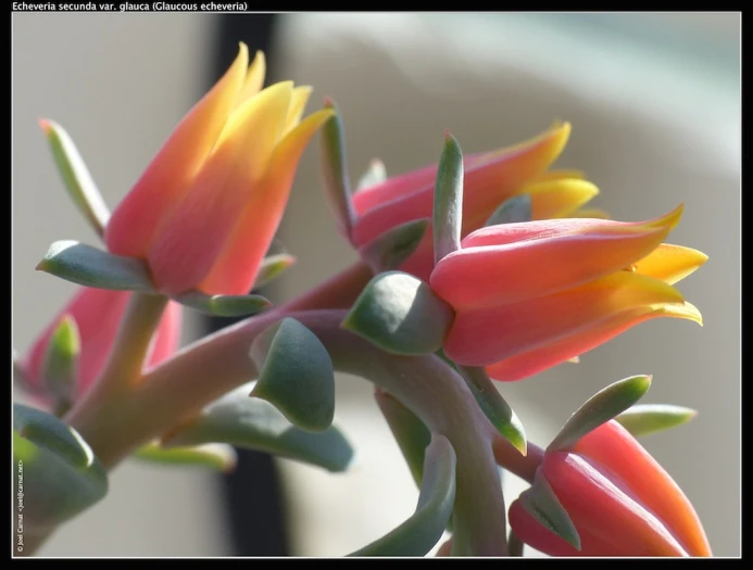 Echeveria secunda image