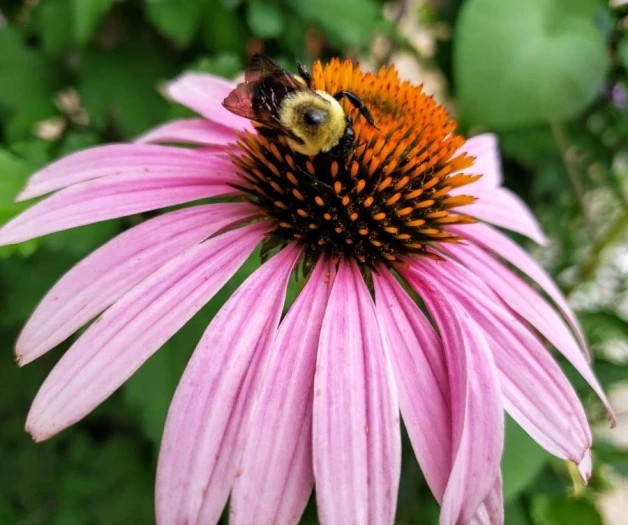 Echinacea pallida image