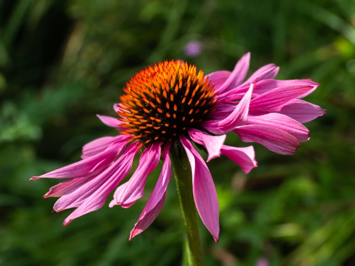 Echinacea purpurea image