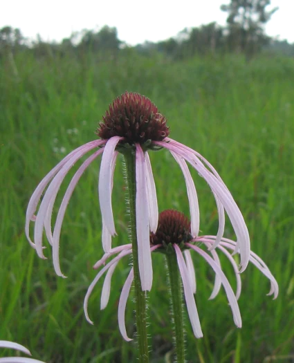 Echinacea simulata image