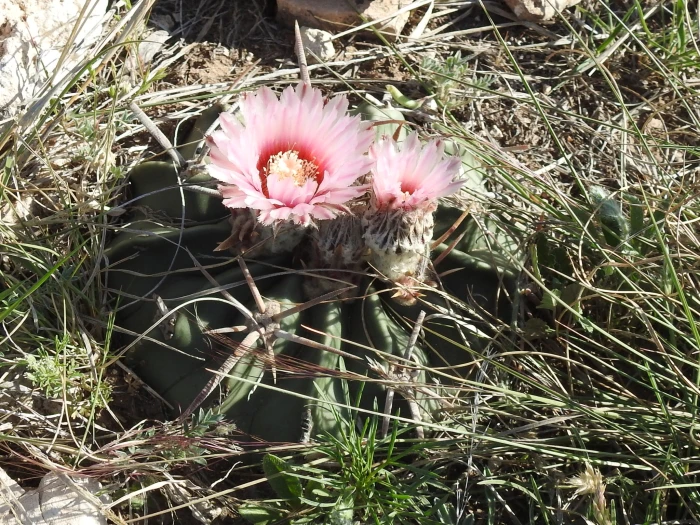 Echinocactus texensis image