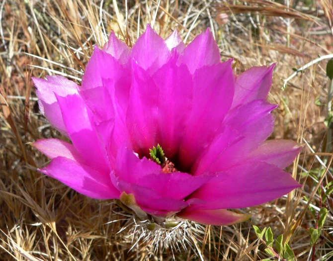 Echinocereus engelmannii image
