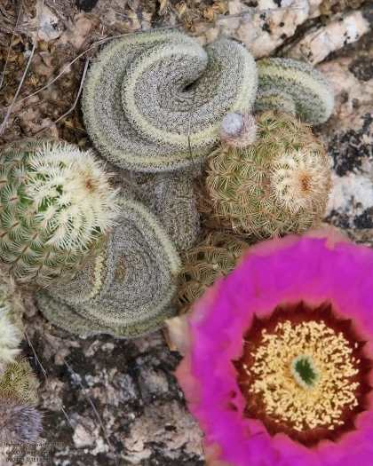 Echinocereus reichenbachii image