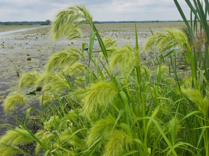 Echinochloa walteri image