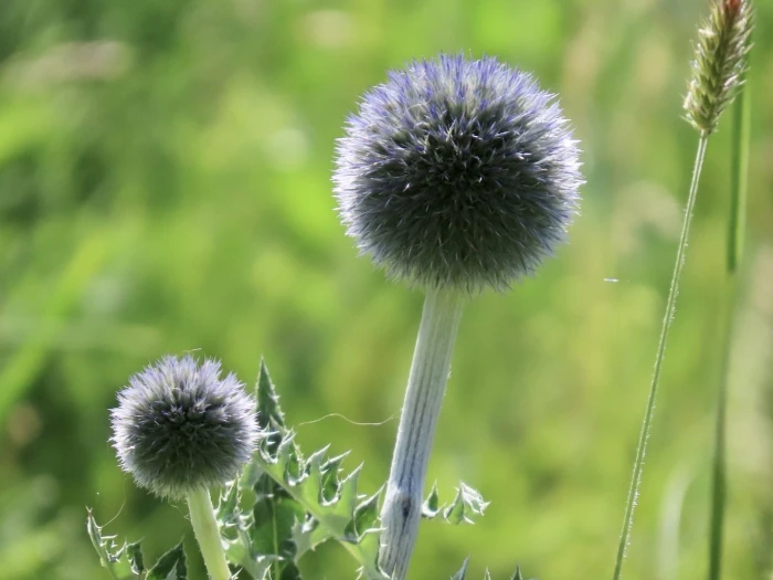 Echinops davuricus image