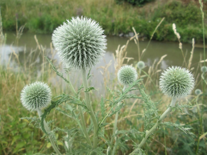 Echinops exaltatus image