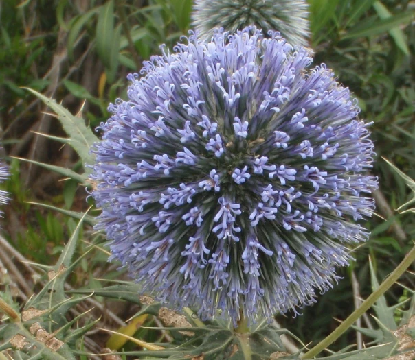Echinops spinosissimus image