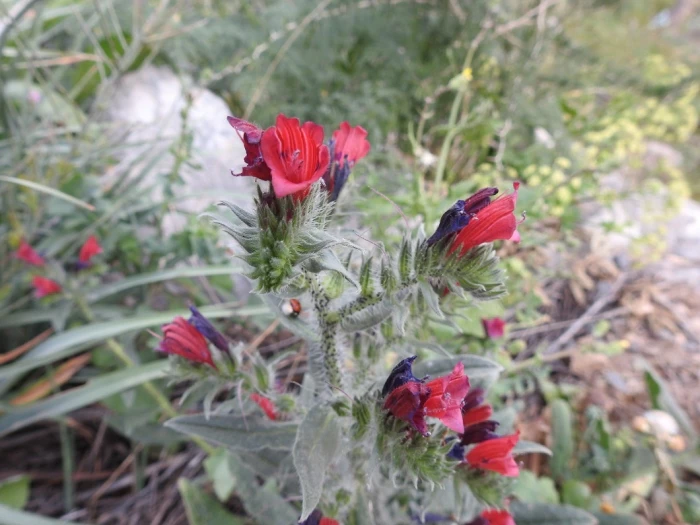 Echium creticum image