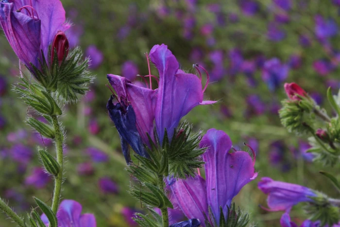 Echium plantagineum image