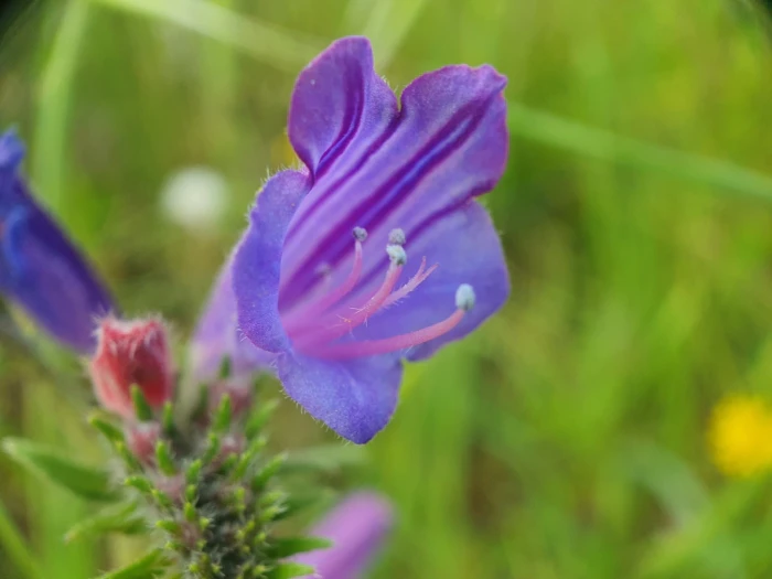 Echium tuberculatum image