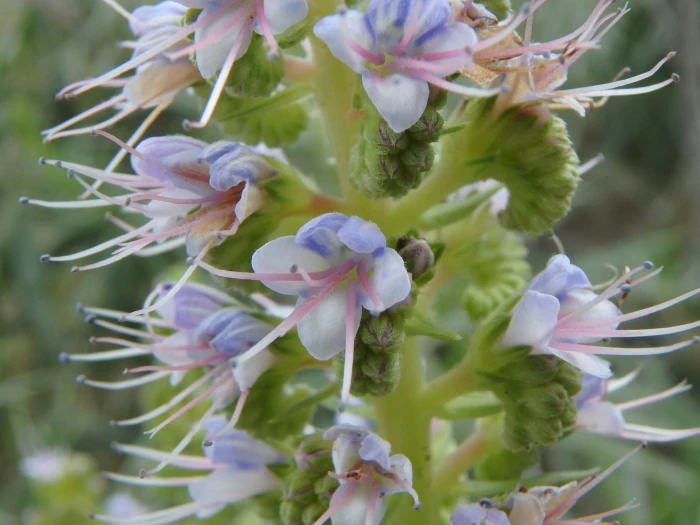 Echium virescens image