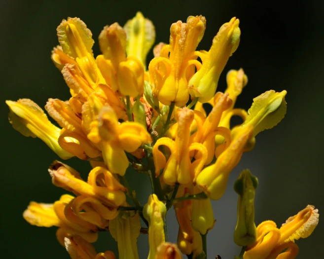 Ehrendorferia chrysantha image