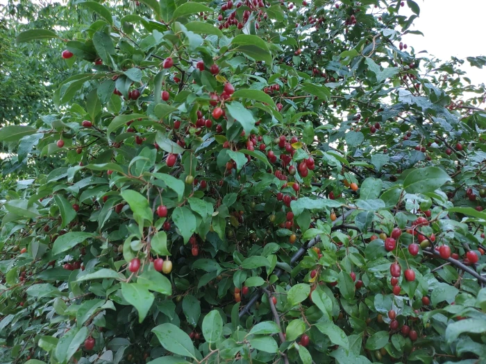 Elaeagnus multiflora image