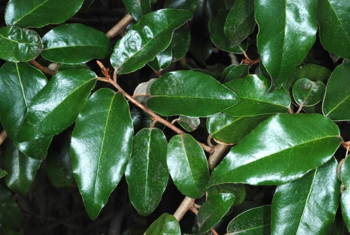 Elaeagnus pungens image