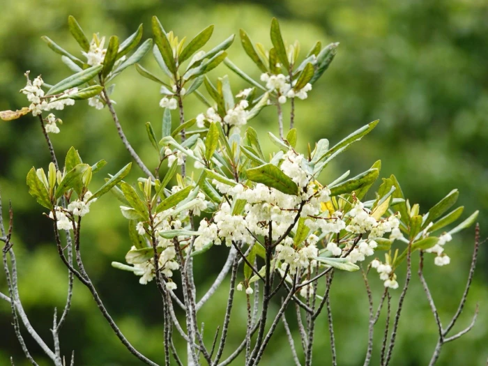 Elaeocarpus dentatus image