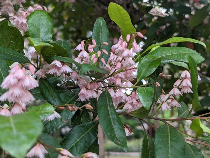 Elaeocarpus reticulatus image
