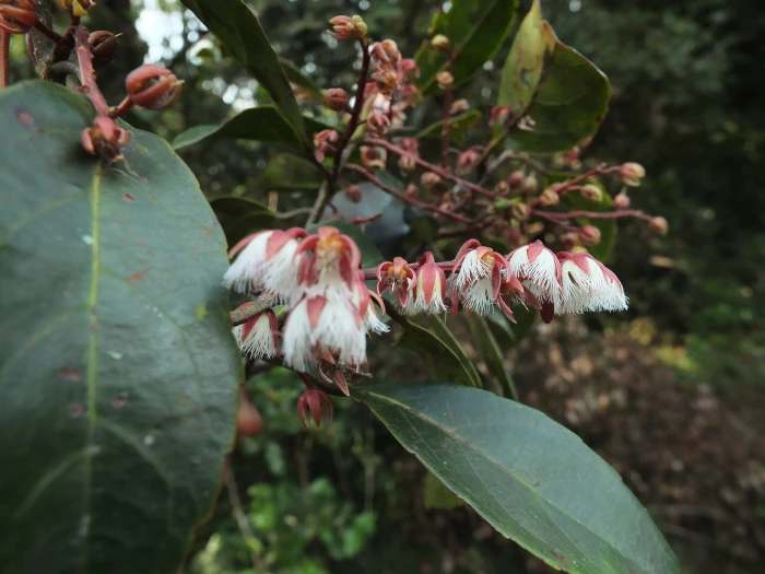 Elaeocarpus serratus image