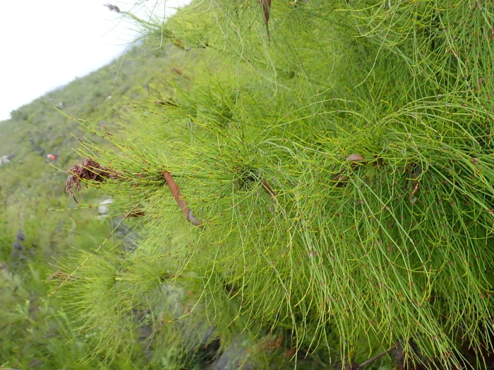 Elegia capensis image