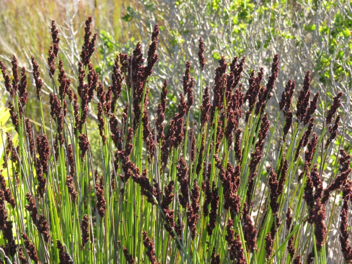 Elegia tectorum image
