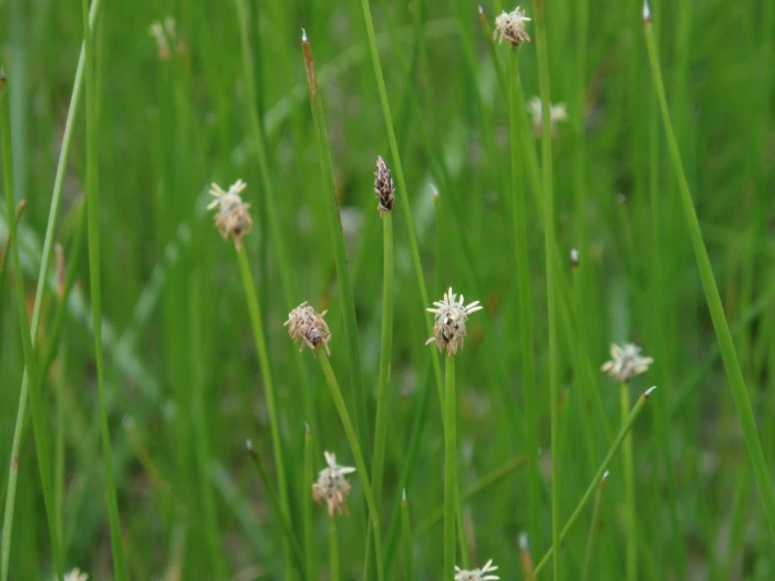 Eleocharis compressa image