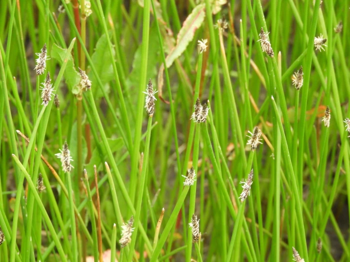 Eleocharis macrostachya image