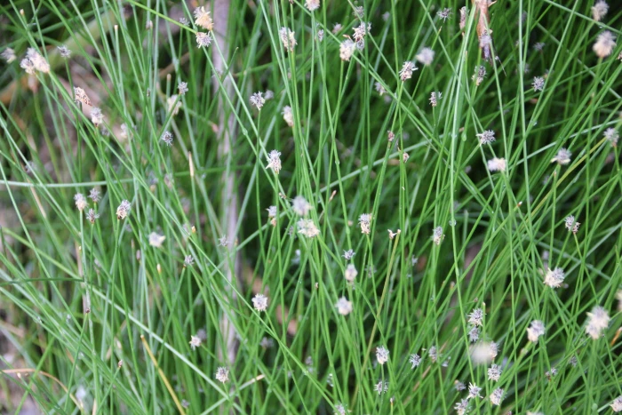 Eleocharis montevidensis image