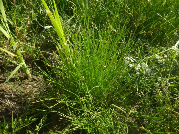 Eleocharis ovata image