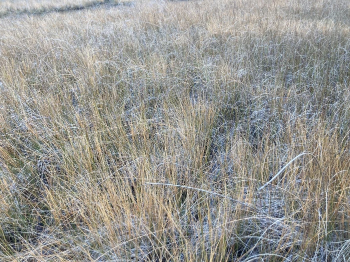 Eleocharis rostellata image