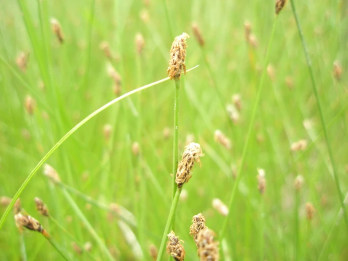 Eleocharis tenuis image
