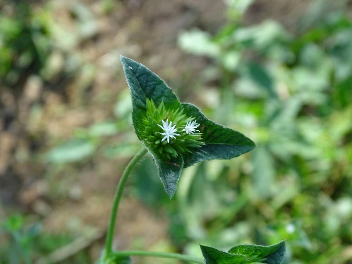 Elephantopus mollis image