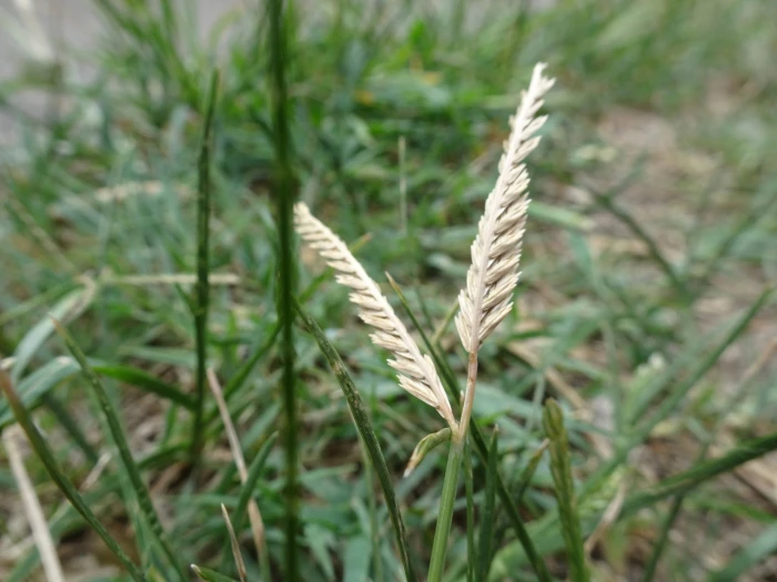 Eleusine indica image
