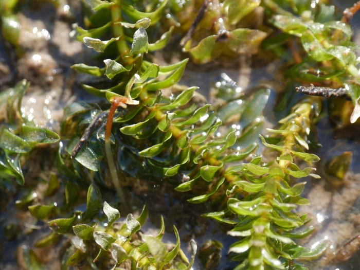 Elodea canadensis image