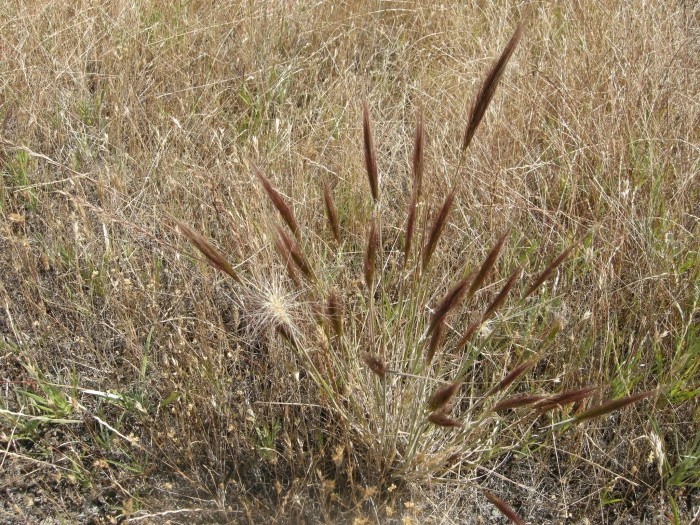 Elymus multisetus image