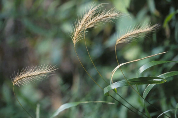 Elymus villosus image