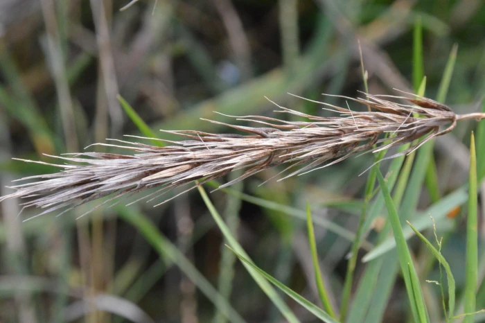 Elymus virginicus image