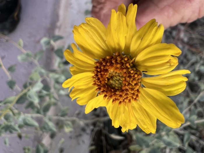 Encelia actoni image