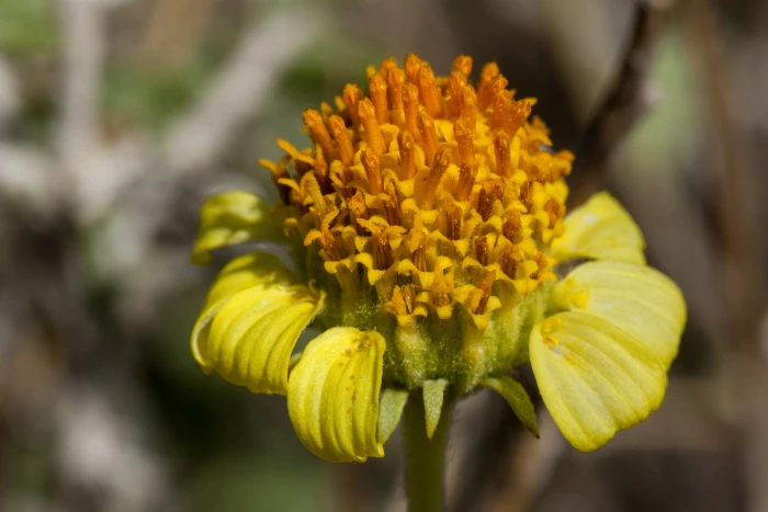 Encelia virginensis image