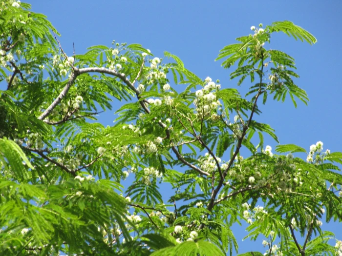 Enterolobium cyclocarpum image