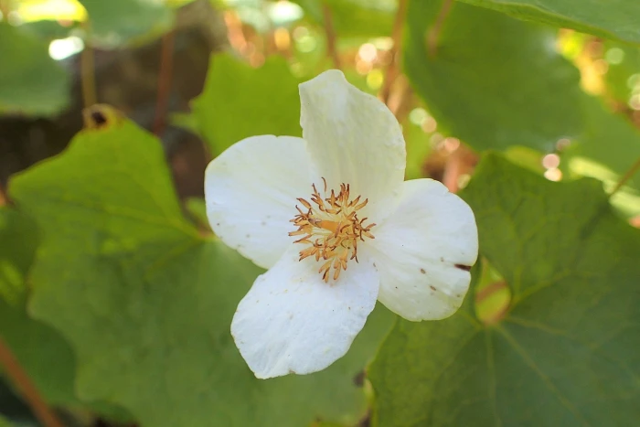 Eomecon chionantha image