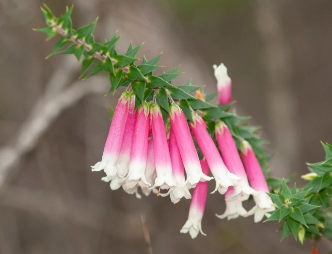Epacris longiflora image