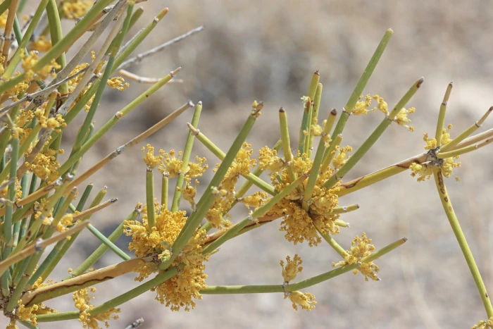 Ephedra nevadensis image
