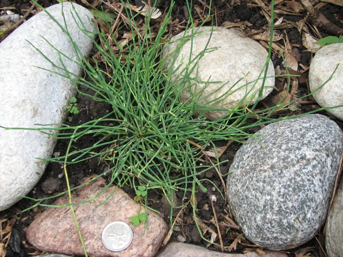 Ephedra regeliana image