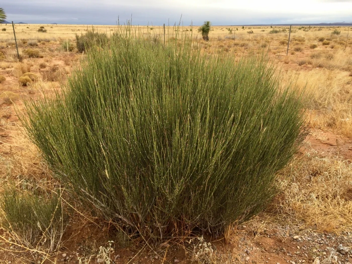 Ephedra trifurca image