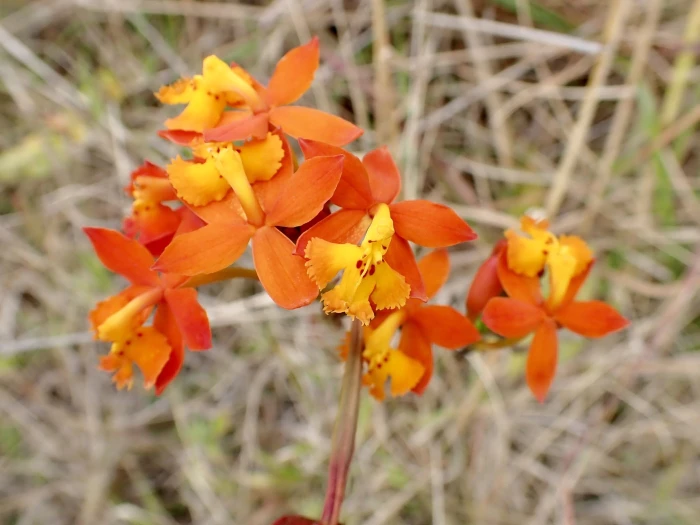 Epidendrum radicans image
