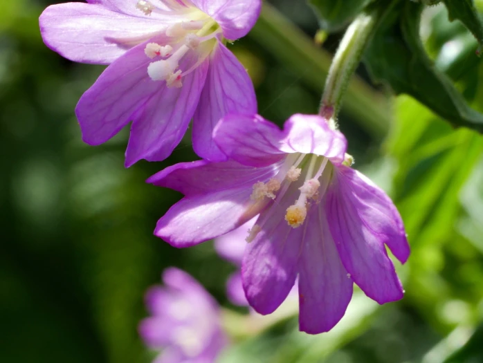 Epilobium alpestre image