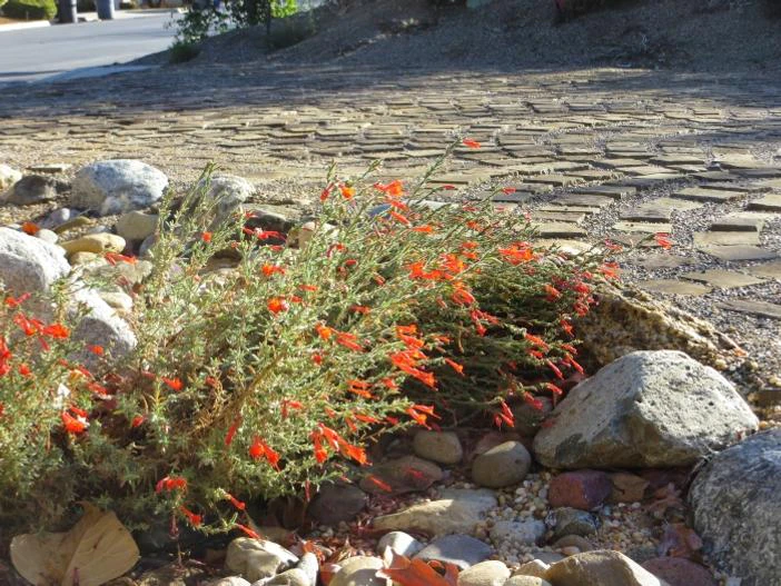 Epilobium canum image