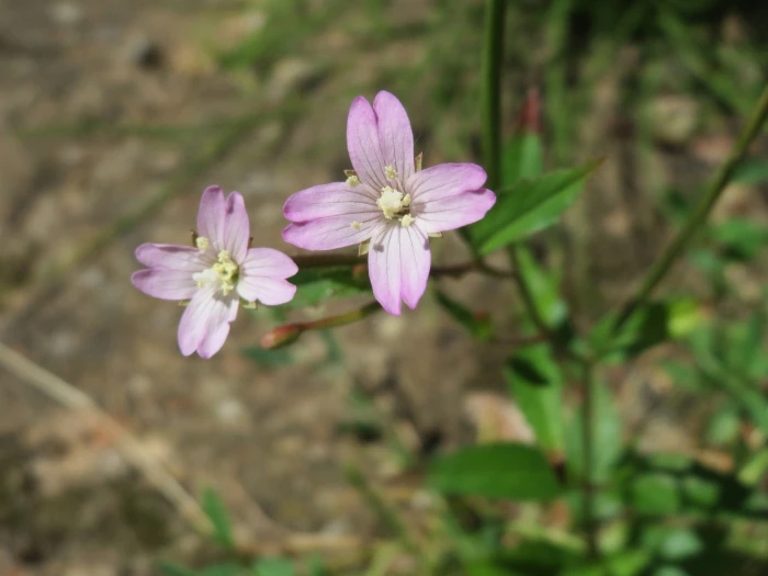 Epilobium ciliatum image